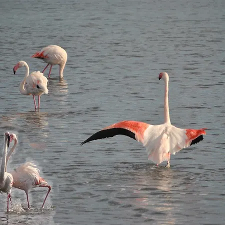 Lewisrooms Domo Penzion